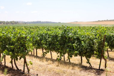 Kırsaldaki güzel üzüm bağının manzarası