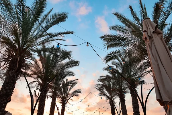 Blick Auf Schöne Palmen Mit Glühbirnen Bei Sonnenuntergang — Stockfoto