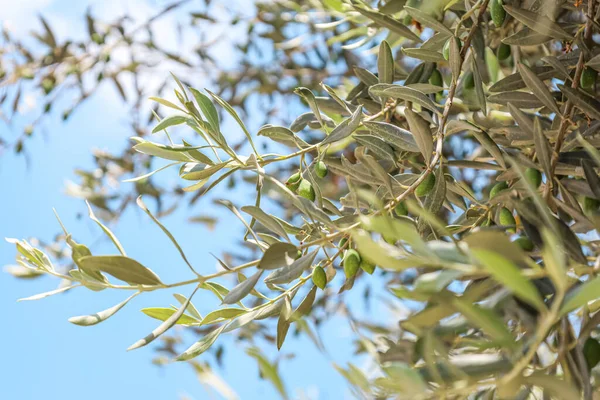 Gałęzie Drzew Liśćmi Zielonymi Oliwkami Tle Błękitnego Nieba Zbliżenie — Zdjęcie stockowe