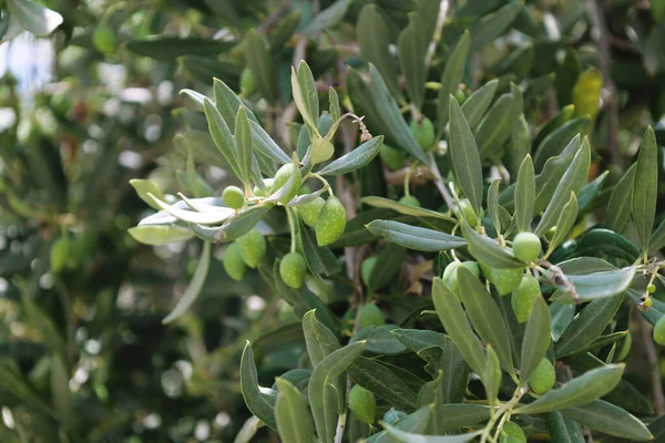 Tree Branches Leaves Green Olives Outdoors Closeup — Stock Photo, Image
