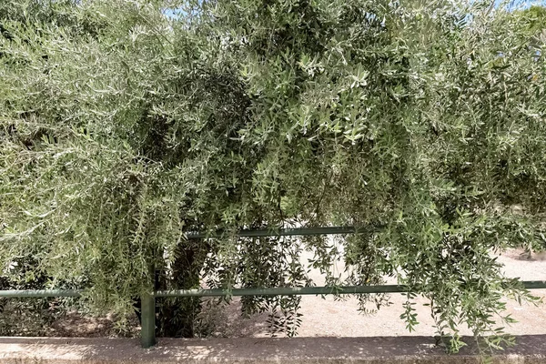View Beautiful Olive Tree Park — Stock Photo, Image