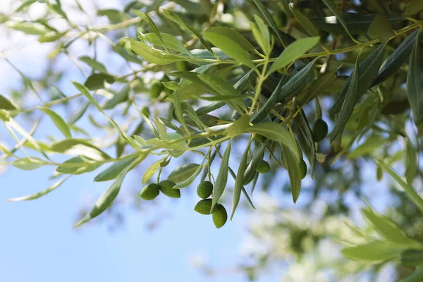 Gałęzie Drzew Liśćmi Zielonymi Oliwkami Tle Błękitnego Nieba Zbliżenie — Zdjęcie stockowe