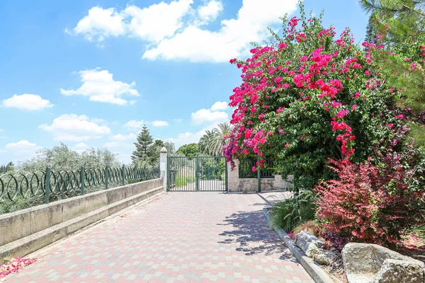 Vista Belas Flores Cor Rosa Parque — Fotografia de Stock