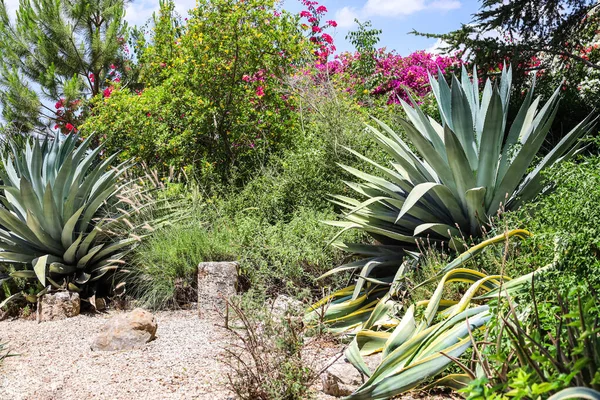 View of beautiful desert plants in park