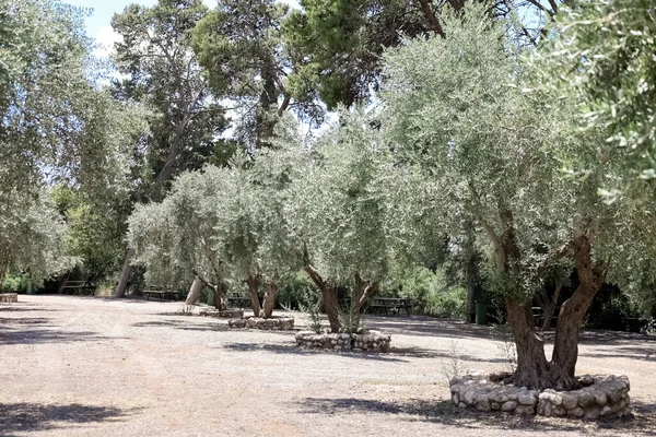 Blick Auf Schöne Olivenbäume Park — Stockfoto