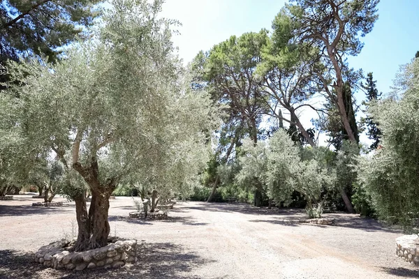 View Beautiful Olive Trees Park — Stock Photo, Image