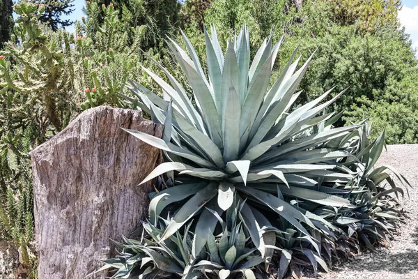 옥외에 녹색식물의 — 스톡 사진