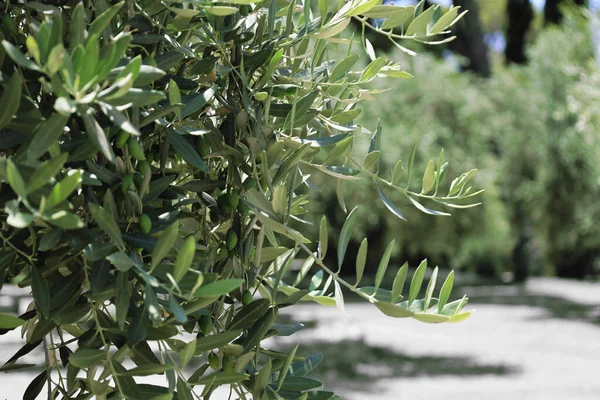Gałęzie Drzew Zielonymi Oliwkami Liście Zewnątrz Zbliżenie — Zdjęcie stockowe