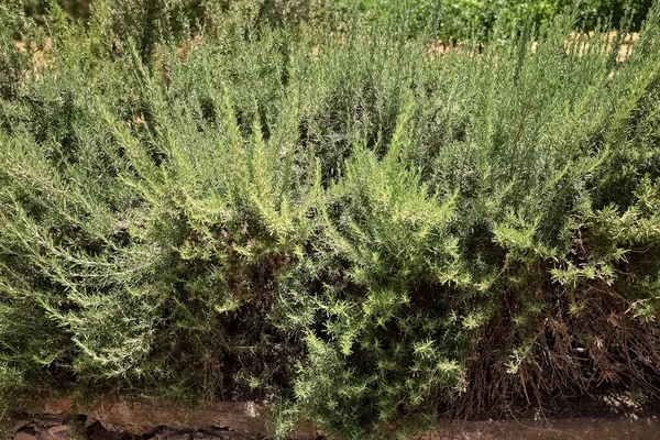 Zielony Rozmaryn Rosnący Polu — Zdjęcie stockowe