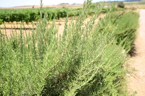 Green Rosemary Growing Field Closeup — Stock Photo, Image