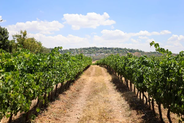 View Beautiful Vineyard Countryside — Stock Photo, Image