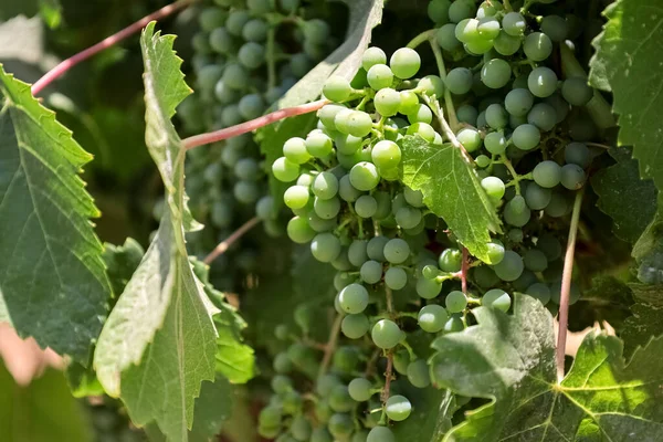 Bunches Green Grapes Vineyard Closeup — Stock Photo, Image