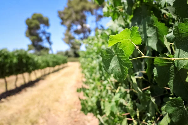 Green Grape Leaves Vineyard Closeup — Stock Photo, Image