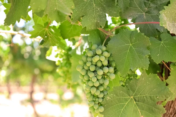 Bunch Green Grapes Vineyard Closeup — Stock Photo, Image