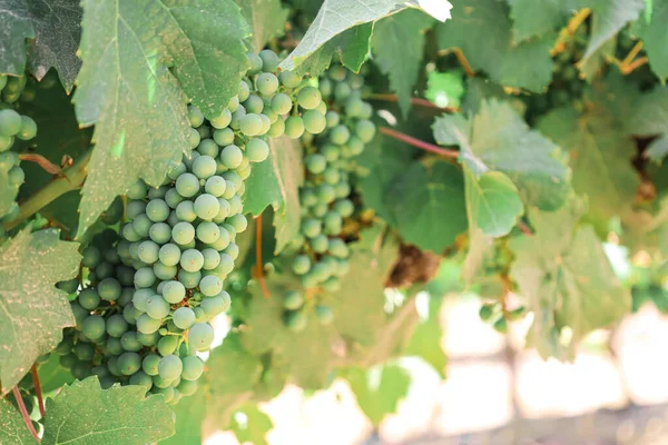 Des Grappes Raisins Verts Dans Vignoble Gros Plan — Photo