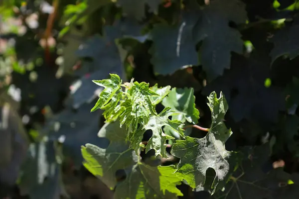 Feuilles Raisin Vert Dans Vignoble Gros Plan — Photo