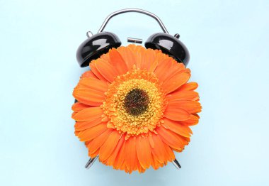 Mavi arka planda güzel Gerbera çiçekli çalar saat