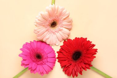 Bej arka planda güzel Gerbera çiçekleri