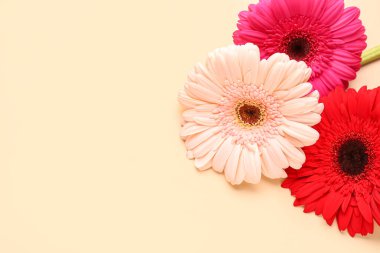 Bej arka planda güzel Gerbera çiçekleri