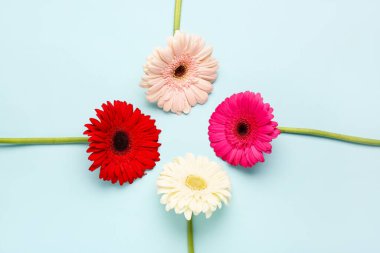 Mavi arka planda güzel Gerbera çiçekleri