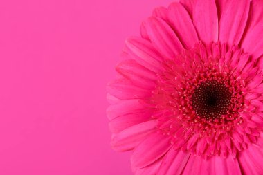 Pembe arka planda güzel Gerbera çiçeği, yakın plan