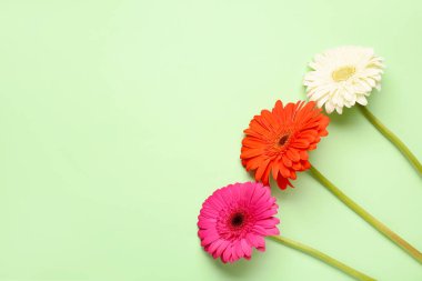 Yeşil arka planda güzel Gerbera çiçekleri