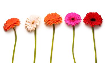 Çiçek açan Gerbera çiçekleri beyaz arka planda izole edilmiş