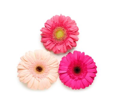 Çiçek açan Gerbera çiçekleri beyaz arka planda izole edilmiş