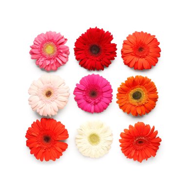 Çiçek açan Gerbera çiçekleri beyaz arka planda izole edilmiş