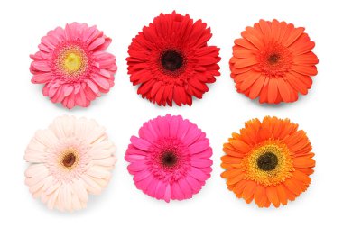 Çiçek açan Gerbera çiçekleri beyaz arka planda izole edilmiş