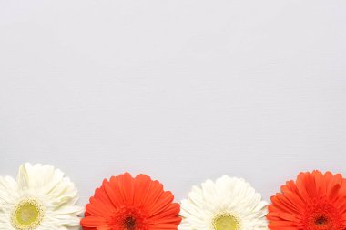 Gri arka planda çiçek açan Gerbera çiçekleri