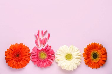 Leylak arka planında güzel Gerbera çiçekleri ve taç yaprakları olan kompozisyon