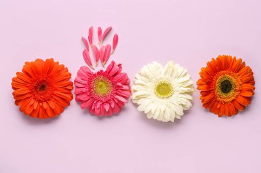 Leylak arka planında güzel Gerbera çiçekleri ve taç yaprakları olan kompozisyon