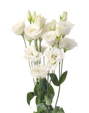 Beyaz arka planda izole edilmiş güzel Eustoma çiçekleri buketi, yakın plan