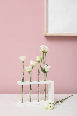 Renk duvarının yanındaki masada güzel Eustoma çiçekleri olan test tüpleri.