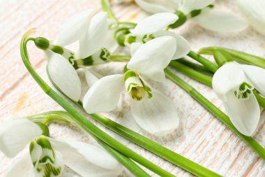 Ahşap zeminde güzel kar damlaları, yakın plan.