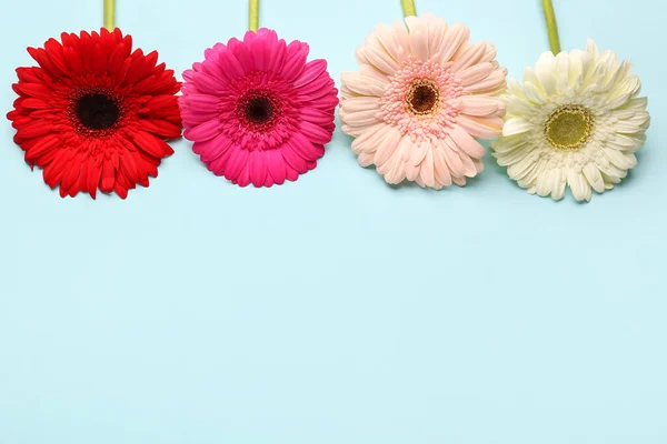 Beautiful Gerbera Flowers Blue Background — Stock Photo, Image