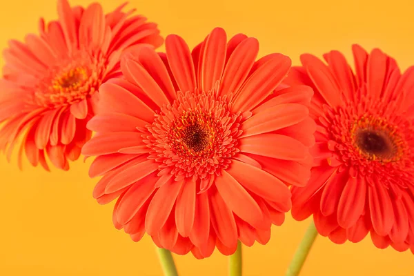 Beautiful Gerbera Flowers Orange Background — Stock Photo, Image