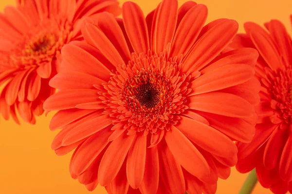 Красива Квітка Гербери Помаранчевому Фоні Крупним Планом — стокове фото