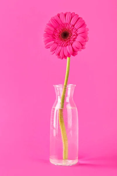 Vaso Con Bel Fiore Gerbera Sfondo Rosa — Foto Stock