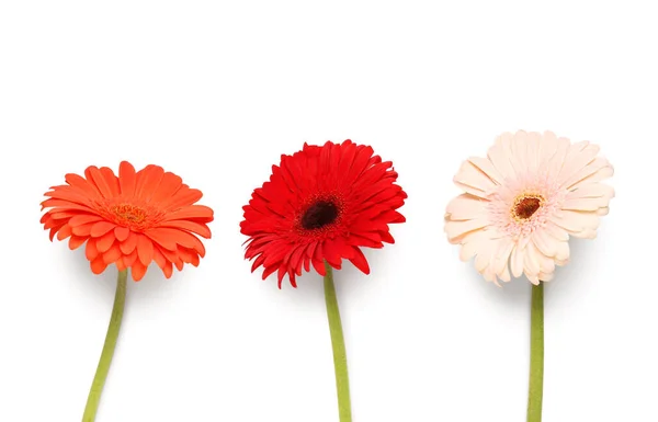 Kvetoucí Gerber Květiny Izolované Bílém Pozadí — Stock fotografie