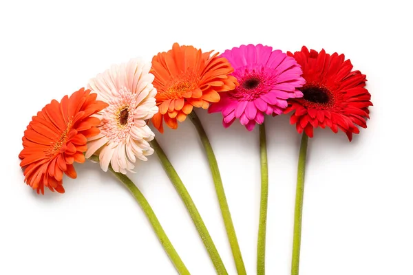 Kvetoucí Gerber Květiny Izolované Bílém Pozadí — Stock fotografie
