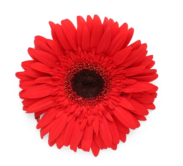 stock image Blooming gerbera flower isolated on white background