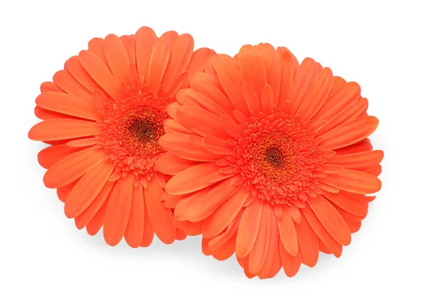 stock image Blooming gerbera flowers isolated on white background