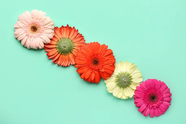 Beautiful Gerbera Flowers Turquoise Background — Stock Photo, Image