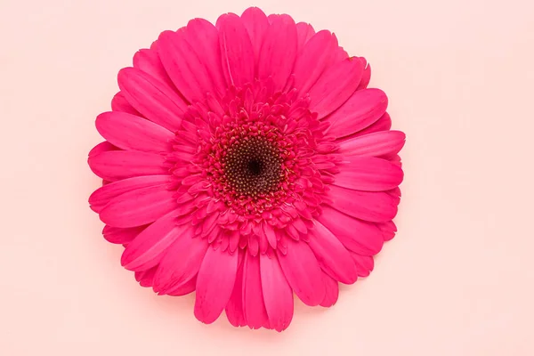 Beautiful Gerbera Flower Pink Background — Stock Photo, Image