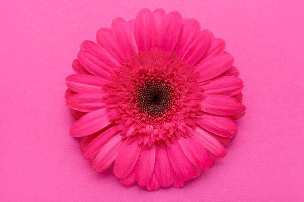Beautiful gerbera flower on pink background