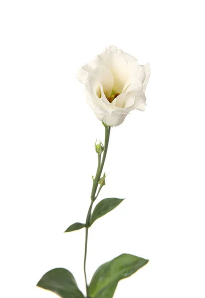 Flor Eustoma Delicado Isolado Fundo Branco Close — Fotografia de Stock