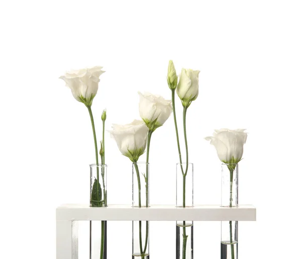 Reagenzgläser Mit Schönen Eustoma Blüten Auf Weißem Hintergrund Nahaufnahme — Stockfoto