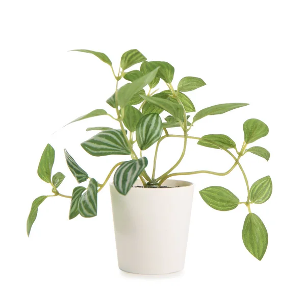 Topf Mit Schöner Zimmerpflanze Isoliert Auf Weißem Hintergrund — Stockfoto